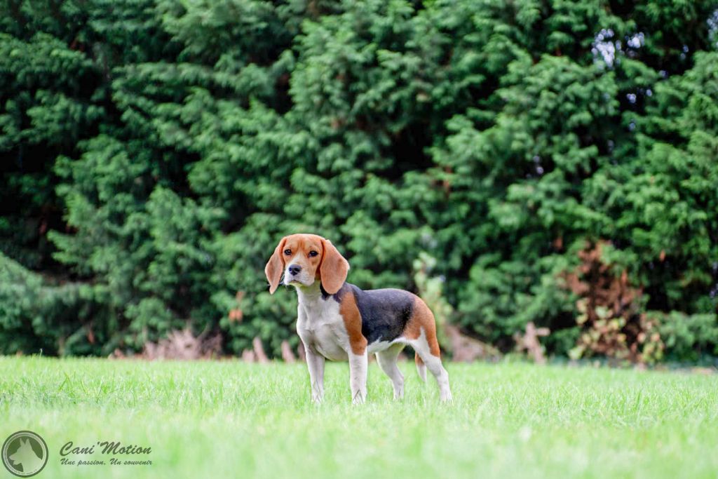 Nikita des Babines de Diamant