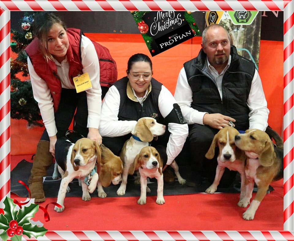 De La Croix Des Bruyeres - CACIB CACS Rouen - double expo 7 et 8 Décembre 2019