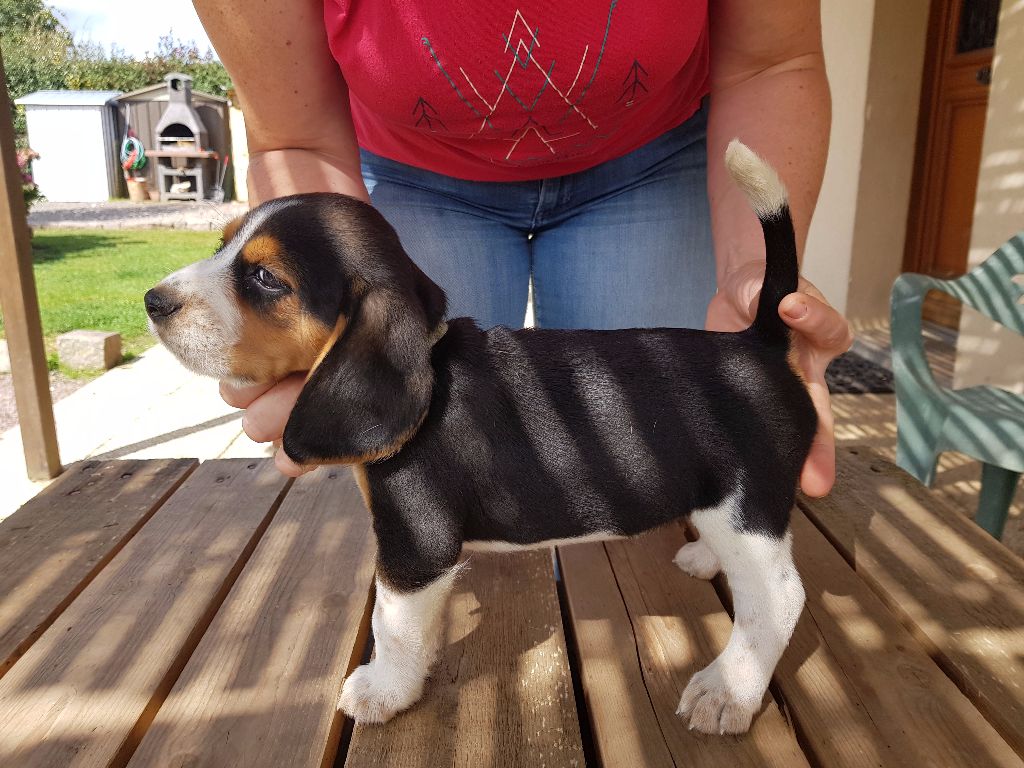 De La Croix Des Bruyeres - Beagle - Portée née le 17/07/2017