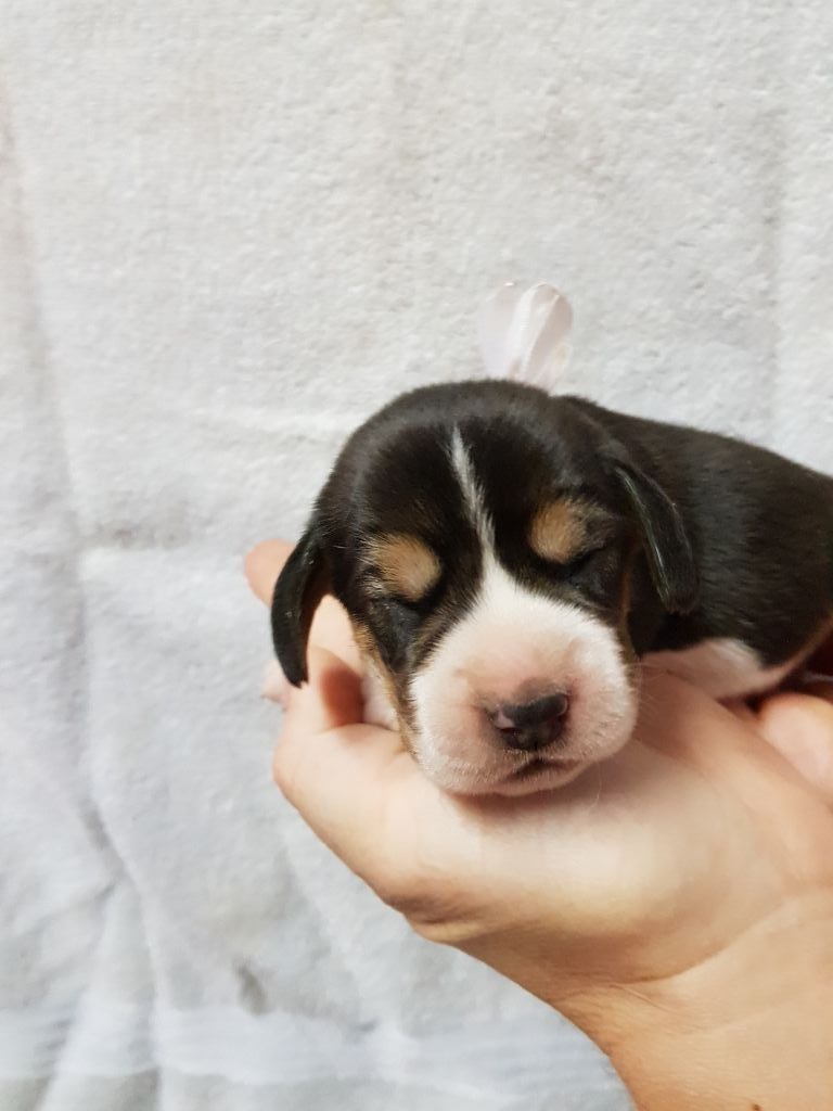 De La Croix Des Bruyeres - Beagle - Portée née le 31/07/2018